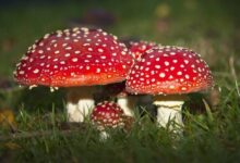 Amanita Muscaria