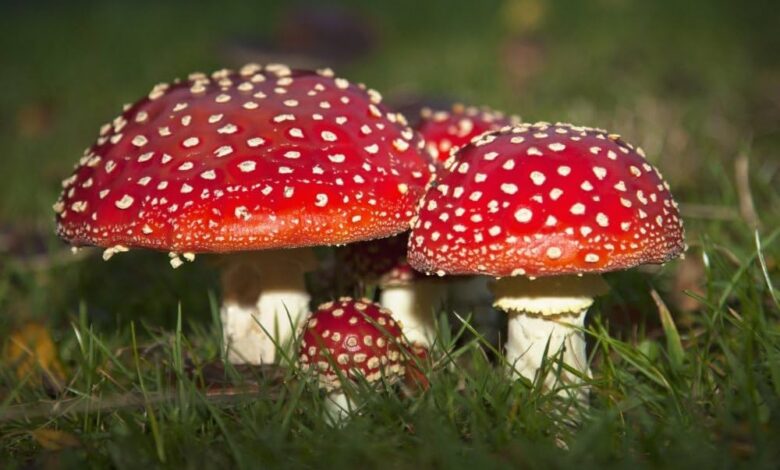 Amanita Muscaria