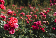 rose zwiebeln kaufen