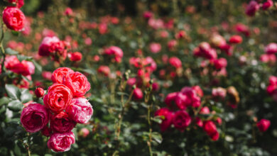 rose zwiebeln kaufen