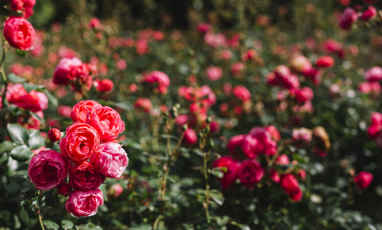 rose zwiebeln kaufen